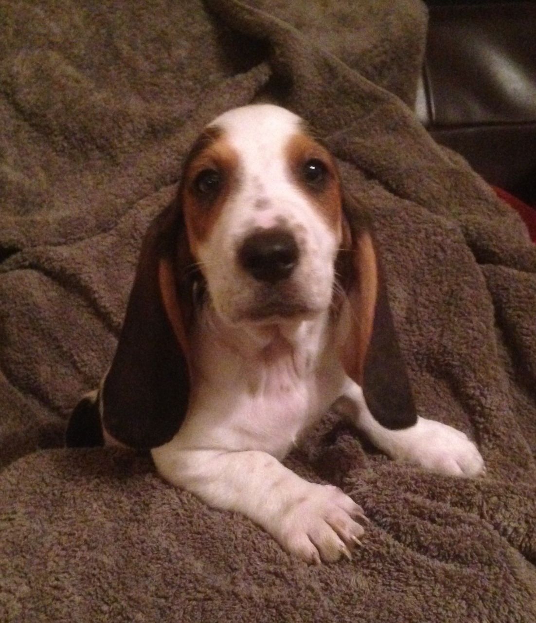 Basset Hound Female Puppies