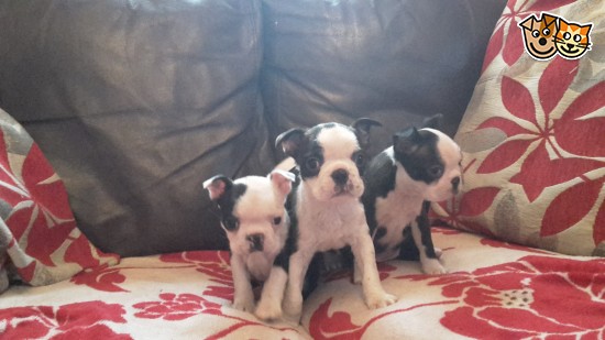 Registered Red And White Boston Terriers