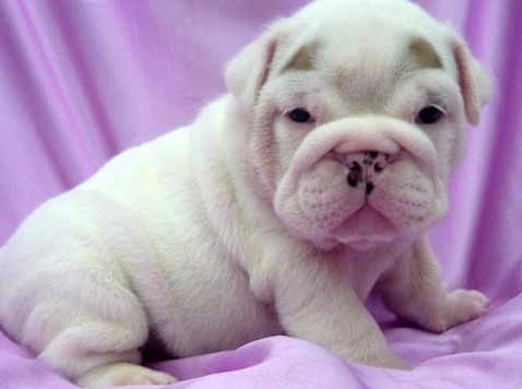 English Bulldog Puppies for free Adoption.