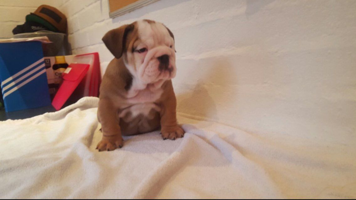 Pedigree English Bulldog Puppies