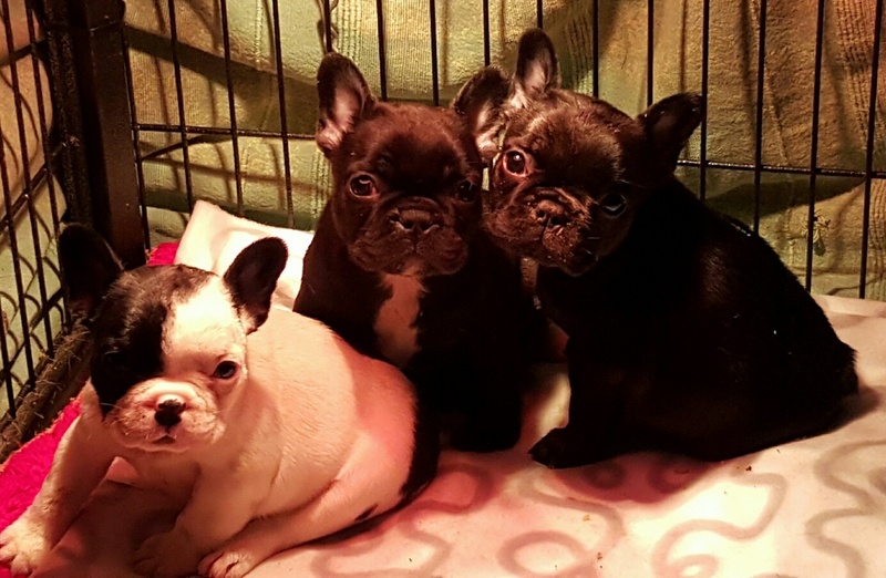 Stunning Blue French Bulldog Puppies