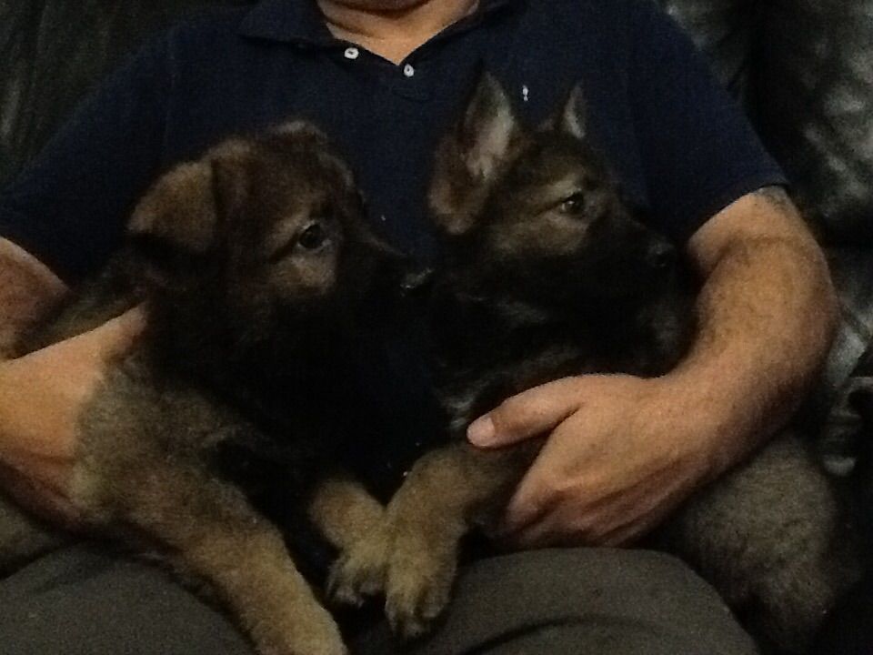 German Shepherd Puppy′s