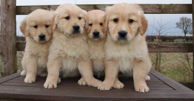 Kc Registerd Golden Retriever Puppies
