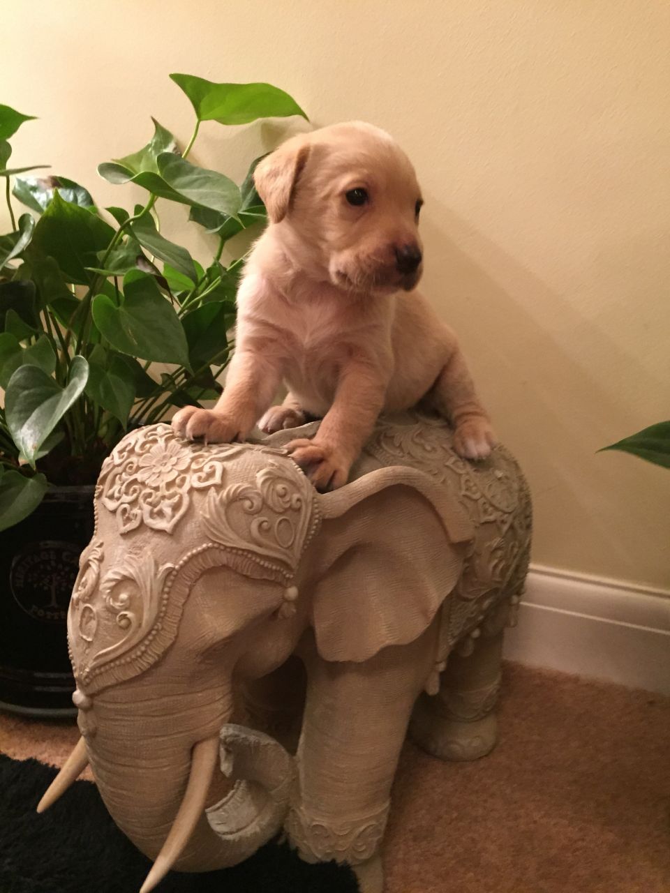 Yellow Labrador Retriever Puppies