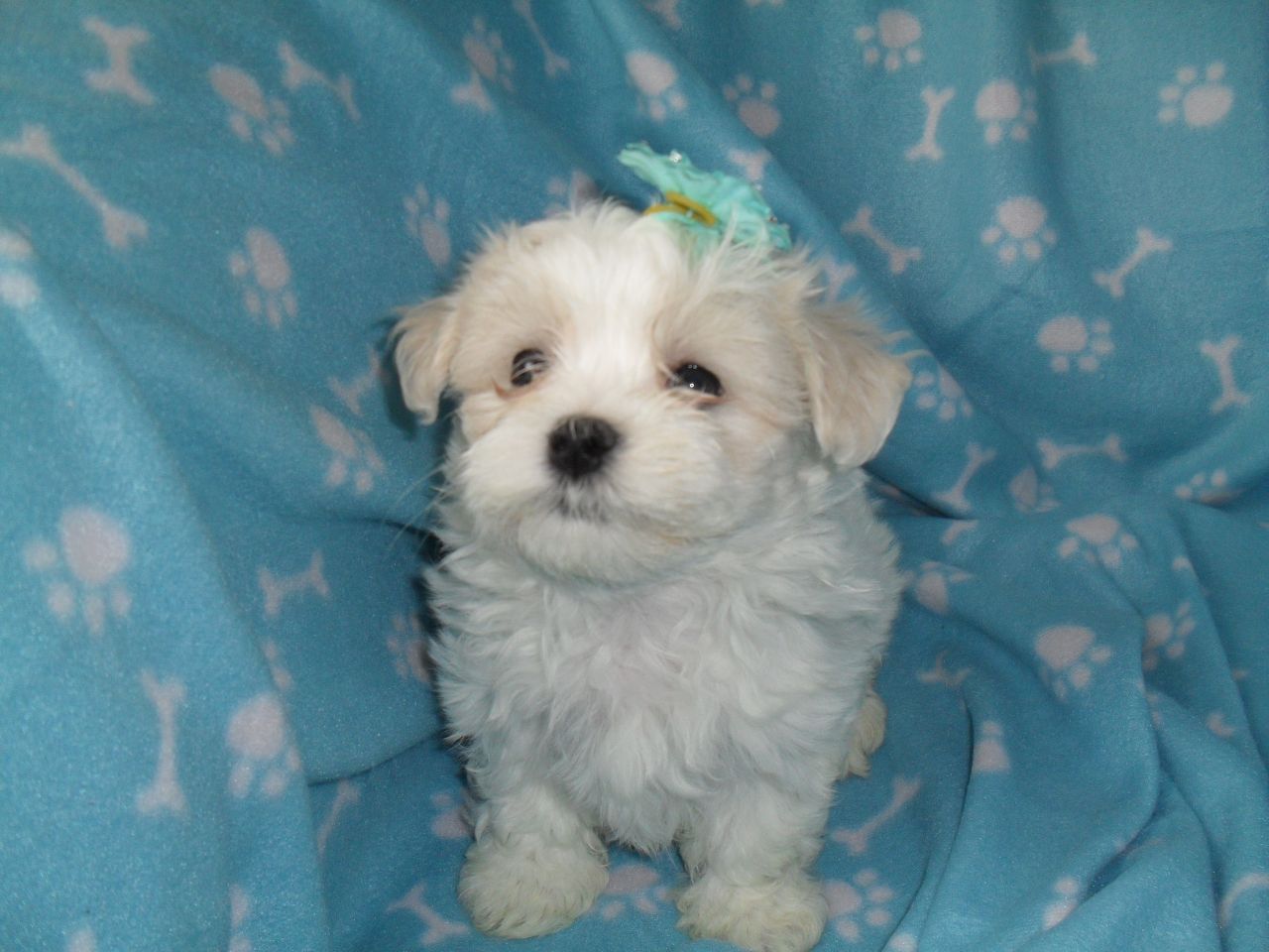 Kc Reg Maltese Pups