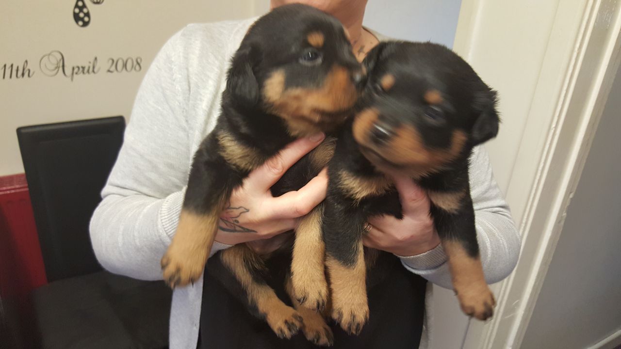 Stunning Rottweiler Puppy′s Ready Soon