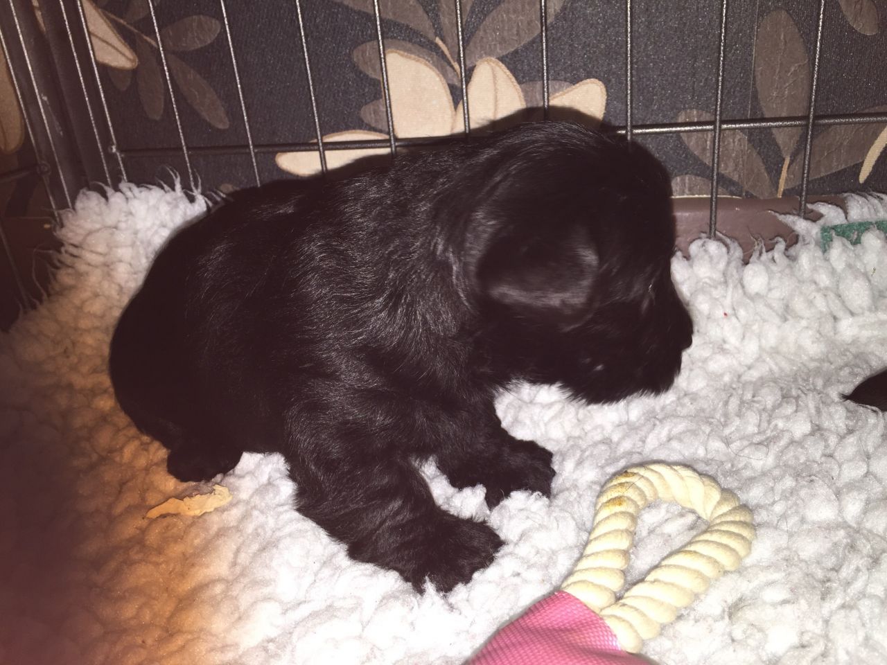 Scottish Terriers Puppies Available