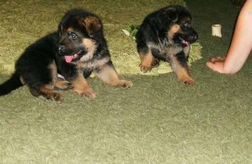 German Shepherd puppies for Good Family