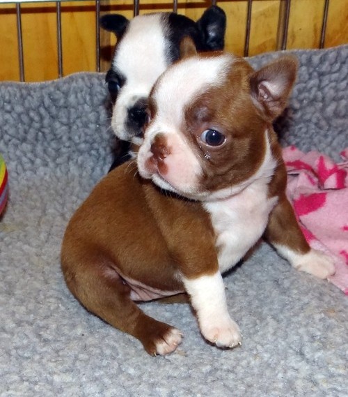 Boston Terrier pups for Good home