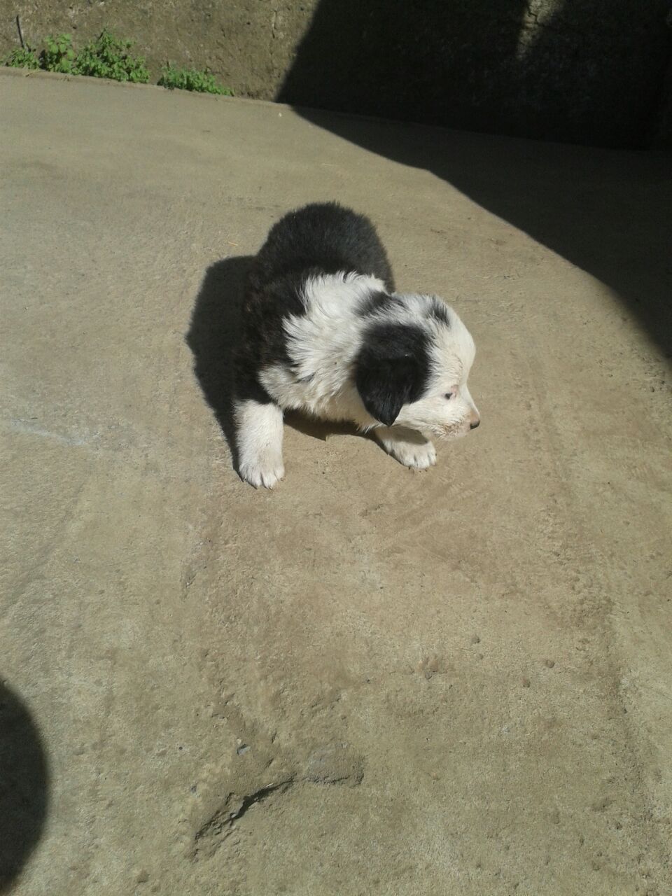 Puppy Border Collie  