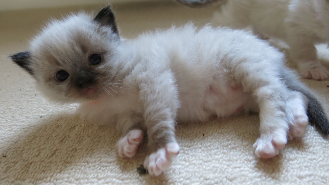  pedigree Ragdoll for adoption