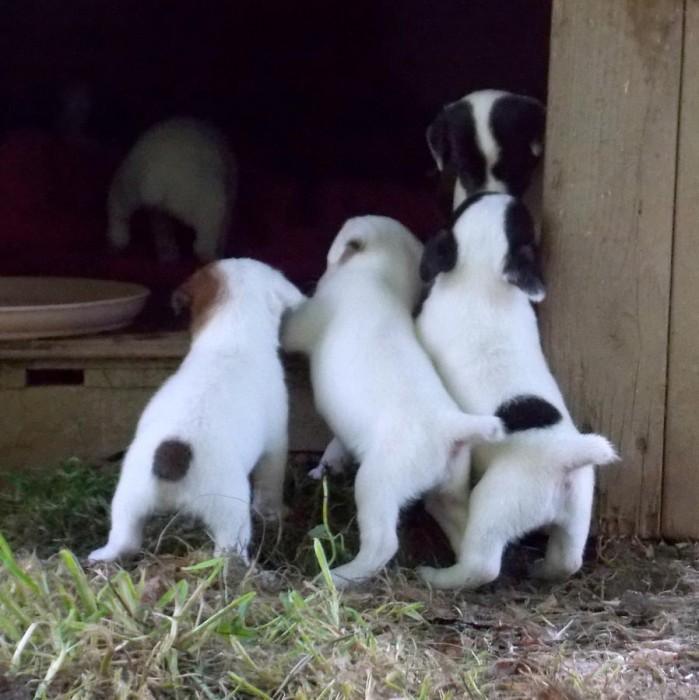 Parson Jack Russell Terrier Puppies