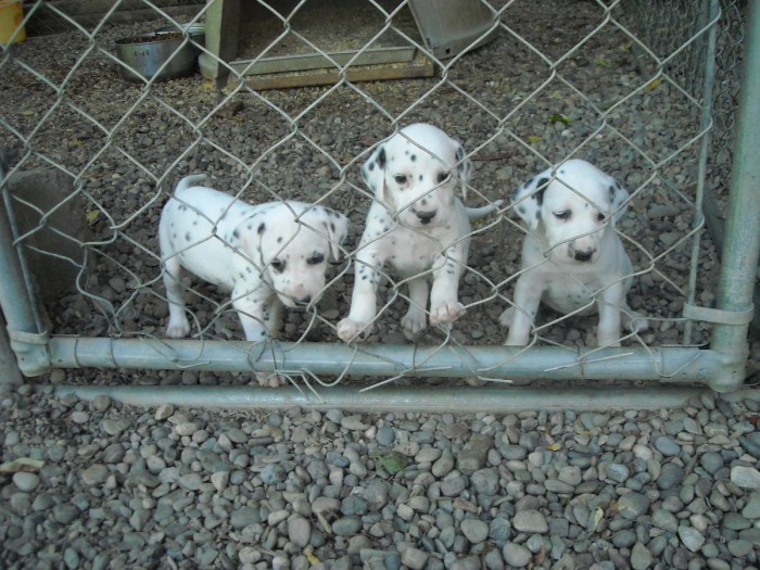 Dalmatian Puppies for Sale