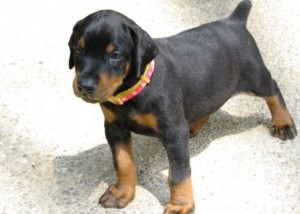  Doberman Puppies available