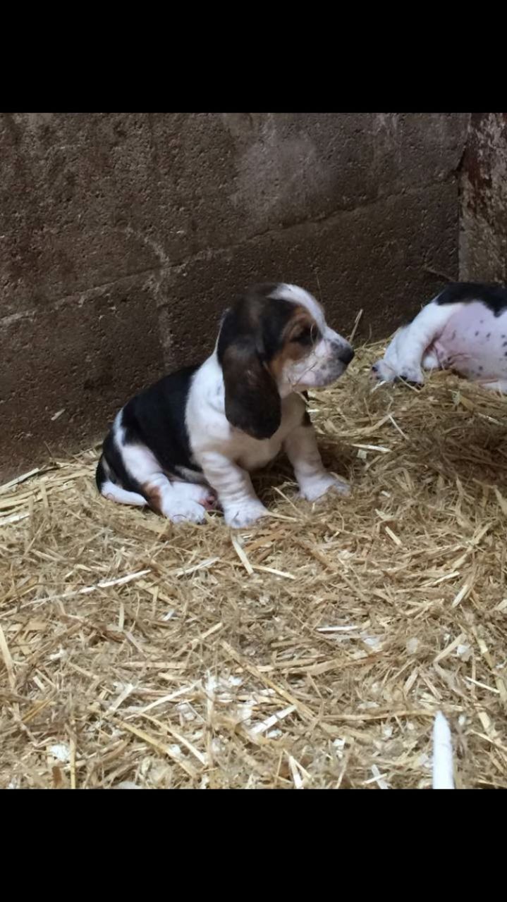 3 Lovely Boy Puppies