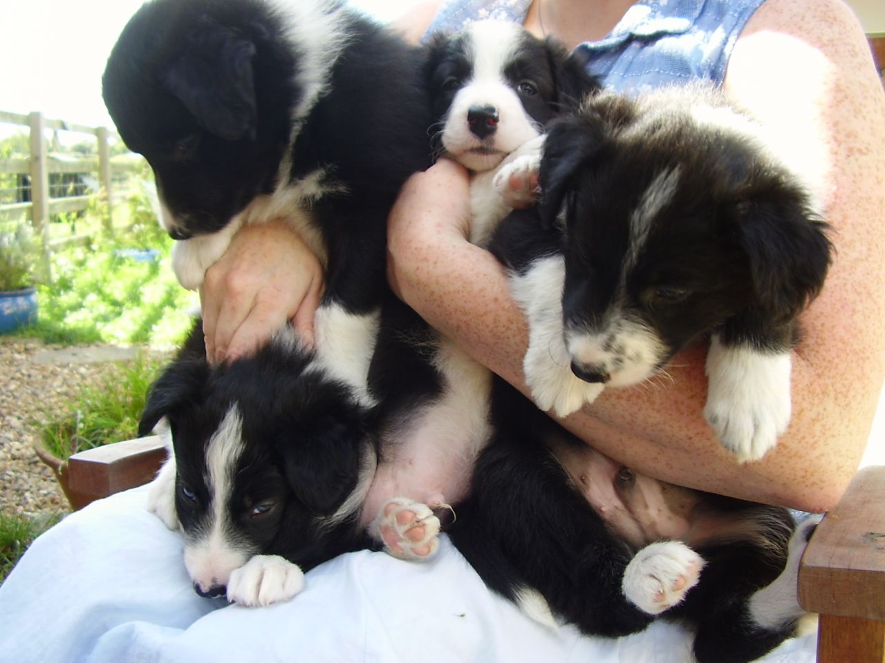 Border Collie Puppies Buckingham
