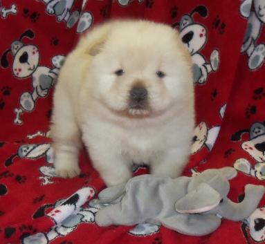 CACHORROS CHOW CHOW PARA SU APROBACION