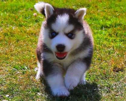 Cute Husky Puppies