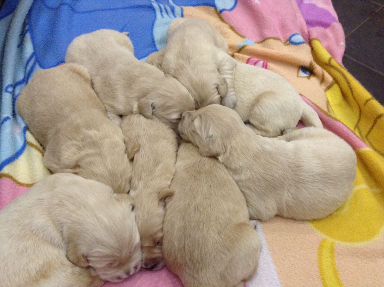 Beautiful Golden Retriever Puppies For Sale