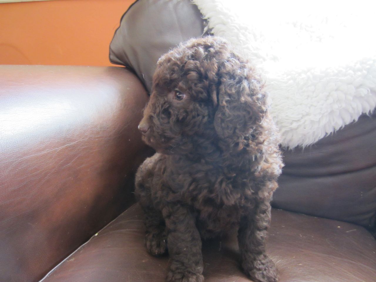 F1b Miniature Chocolate Labradoodles - Pra Clear