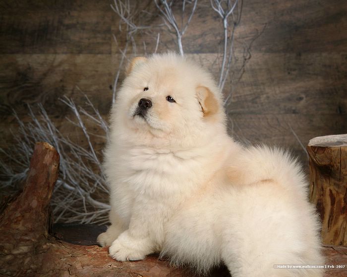 Charming Chow Chow puppies for Adoption