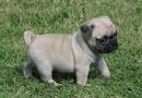 cute pug puppy for free adoption