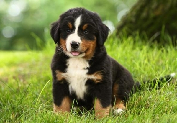 Very Brave Bernese mountain dog puppies available