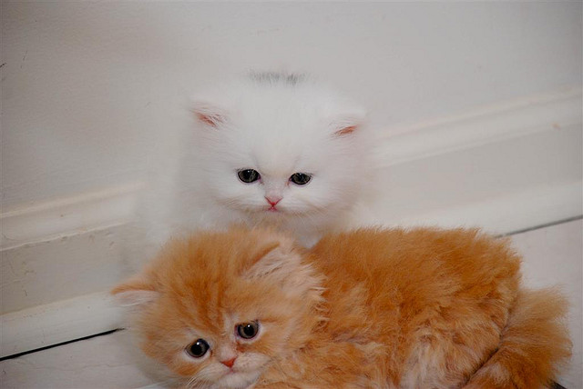 Gorgeous & Charming Pure Breed Persian Kittens