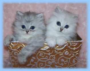 Persian Kittens For Adoption