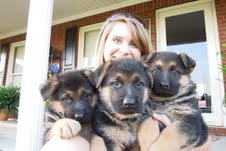 German shepherd puppies for sale,,