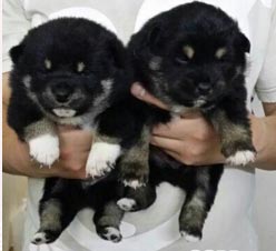 Shiba inu Breeders