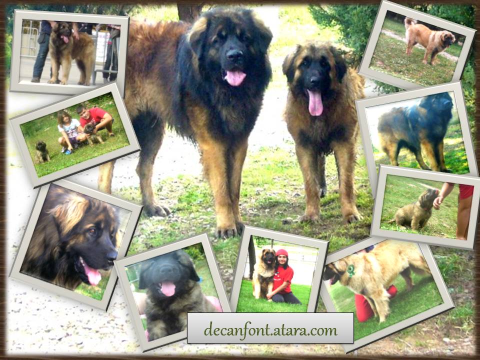 camada DE LEONBERGER