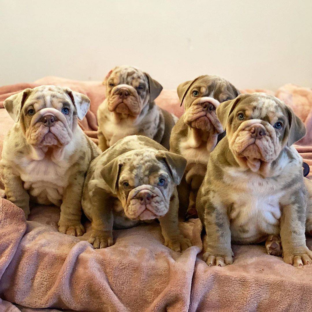 English bulldogs For sale