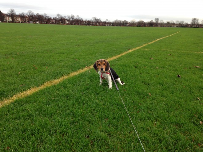 Beautiful Beagle Tricolor Girl