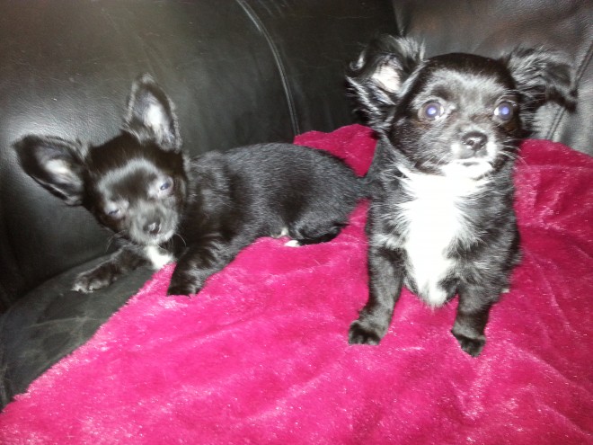 2 Tiny Black Longcoat Chihuahua Bitches