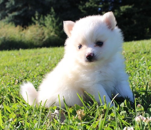High Quality Pomerianian puppies for sale