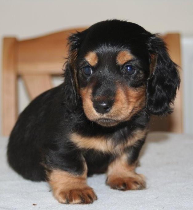 Fantastic 3 Health  Dachshund  puppies for sale